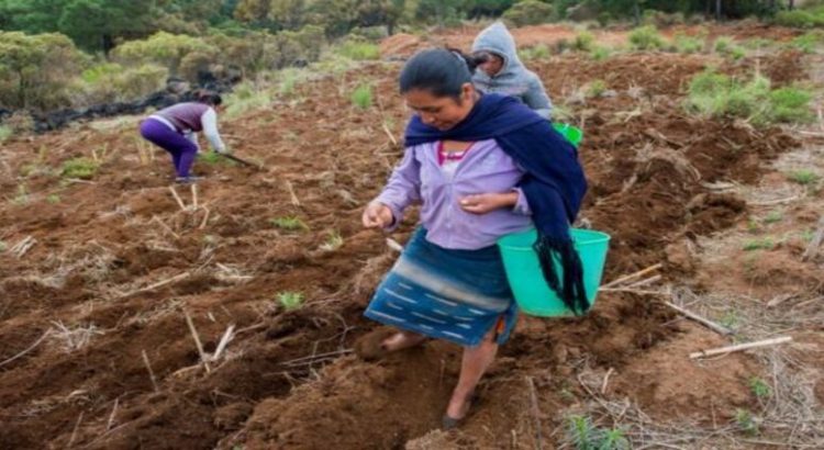 Programa sembrando vida ayuda a familias serranas de Sinaloa