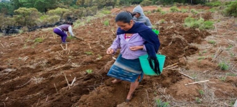 Programa sembrando vida ayuda a familias serranas de Sinaloa