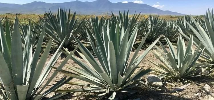 Tierras del sur del estado podrían cultivar mezcal Tierras del sur del estado podrían cultivar mezcal