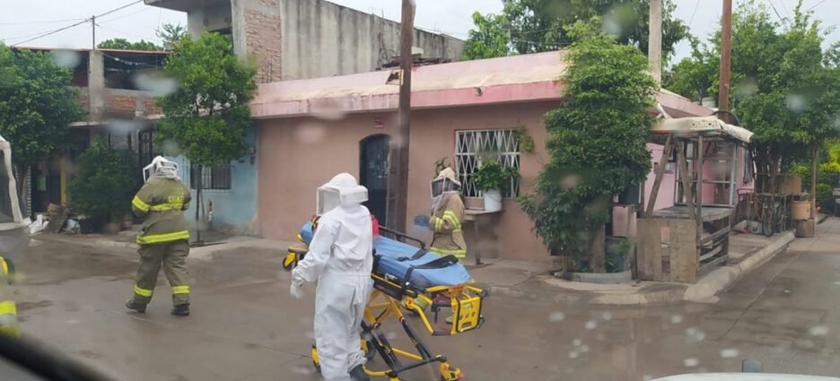 Adultos mayores son atacados por abejas