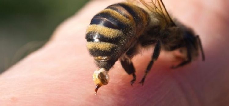 Empleados son picados por abejas