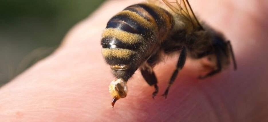 Empleados son picados por abejas