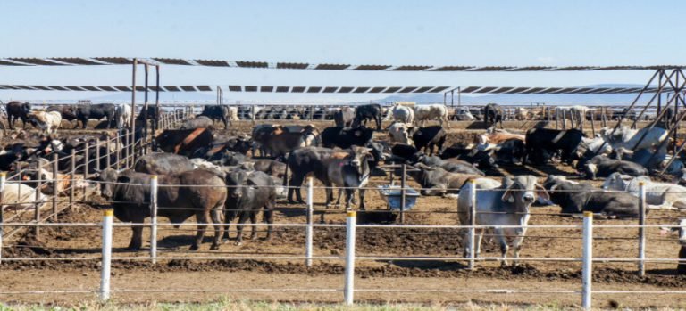 La inflación afecta a la ganadería de Sinaloa