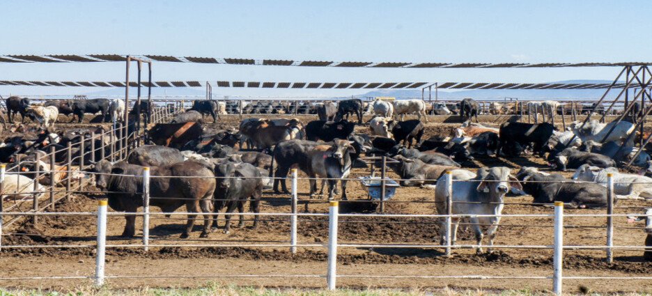 La inflación afecta a la ganadería de Sinaloa