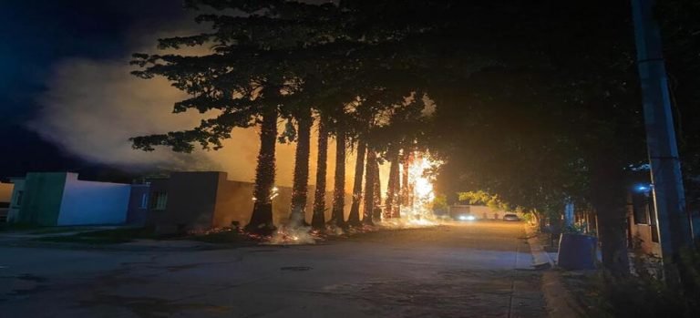Se quemaron 12 palmeras en el fraccionamiento Valle de la Rosa