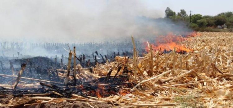 Piden no detener sanciones por quema de soca en Los Mochis