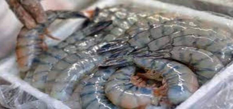 Pescadores del estado de Sinaloa temen por la llegada de camarón de Ecuador