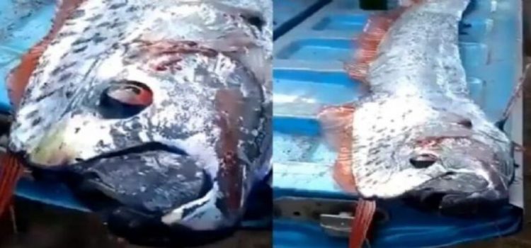 Encuentran en Sinaloa un pez Remo, conocido por predecir terremotos