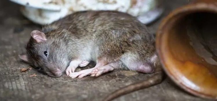 Se comieron las ratas 200 kilos de mariguana