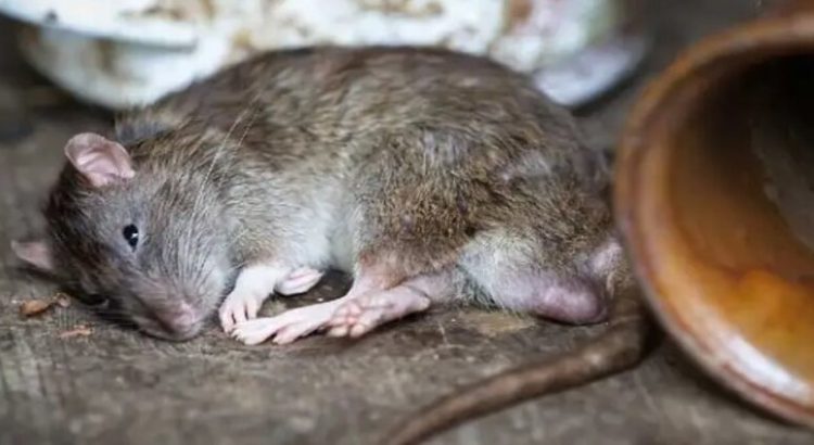 Se comieron las ratas 200 kilos de mariguana