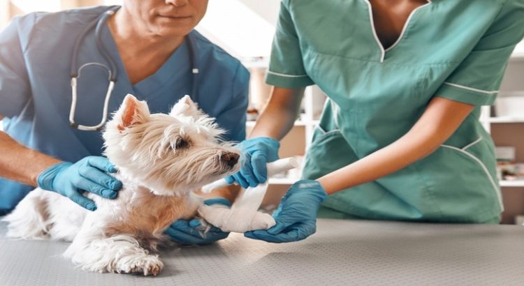 Proponen iniciativa para para volver gratuitos servicios veterinarios