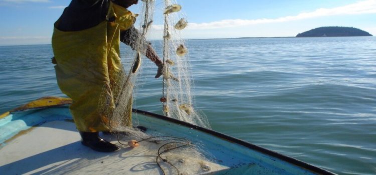 Camaroneros reportan baja pesca por pescadores furtivos