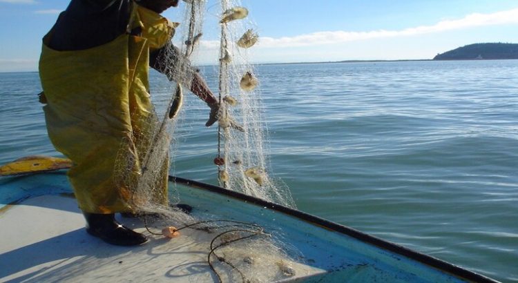 Camaroneros reportan baja pesca por pescadores furtivos