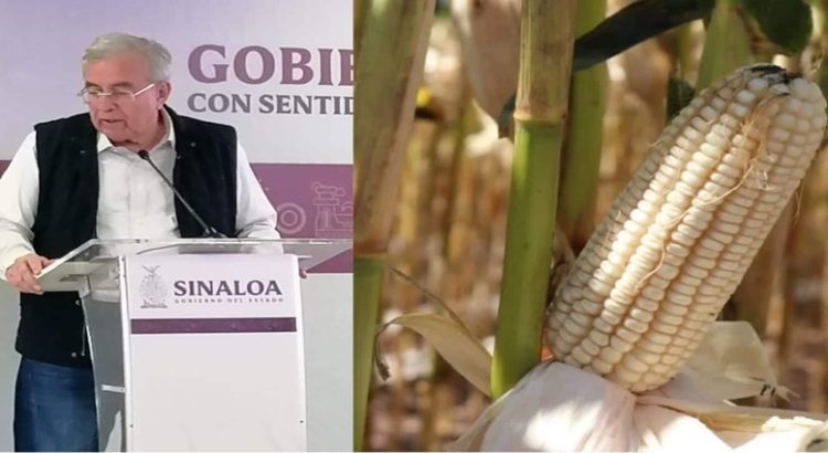Rocha Moya se reunirá con Segob, Sader, Segalmex por el tema del trigo y el maíz