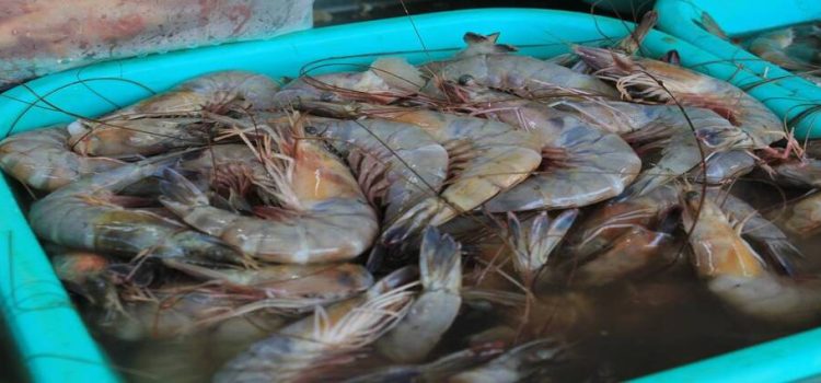 Detectan camarón ecuatoriano contaminado en el estado