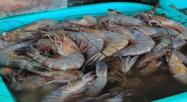 Detectan camarón ecuatoriano contaminado en el estado
