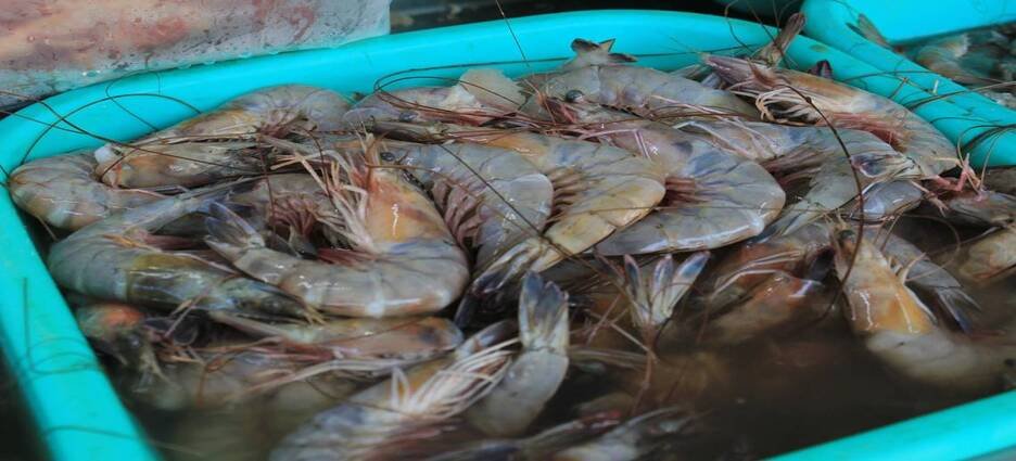 Detectan camarón ecuatoriano contaminado en el estado