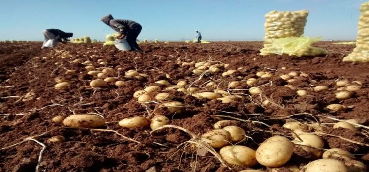 Reanudan cosechas de papa en Sinaloa Reanudan cosechas de papa en Sinaloa