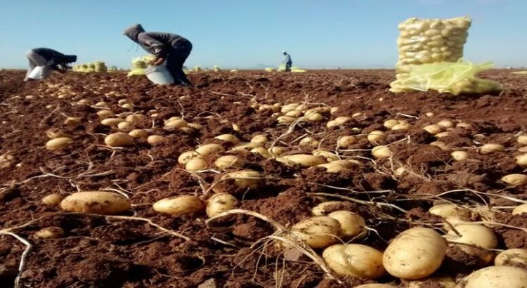Reanudan cosechas de papa en Sinaloa