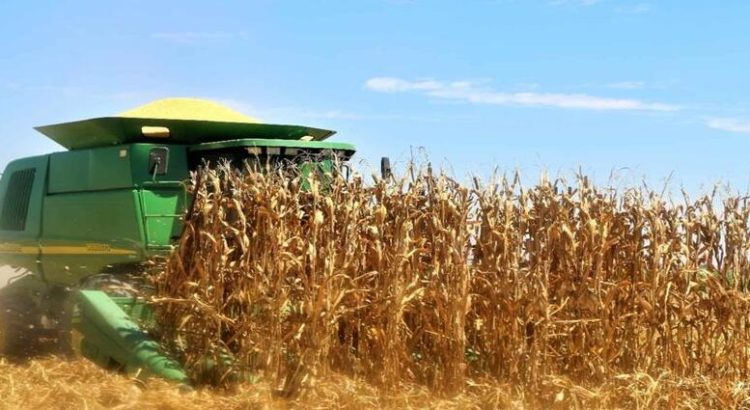 Las primeras trillas del maíz blanco de Sinaloa serán parte de la compra de Segalmex
