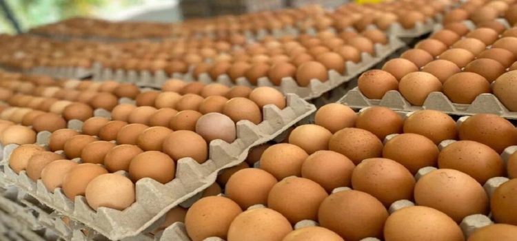 El sur de Sinaloa en alerta por comercialización de huevo contaminado
