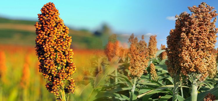 Productores de sorgo en Sinaloa, están preocupados por posible precio bajo
