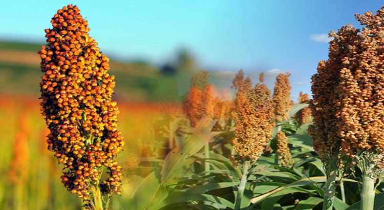 Productores de sorgo en Sinaloa, están preocupados por posible precio bajo