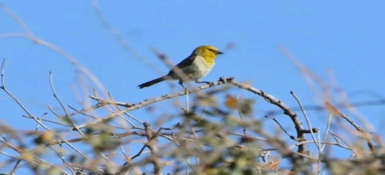 El Jardín Botánico Benjamín Francis Johnston fue parte del reto "City Nature Challenge 2023"