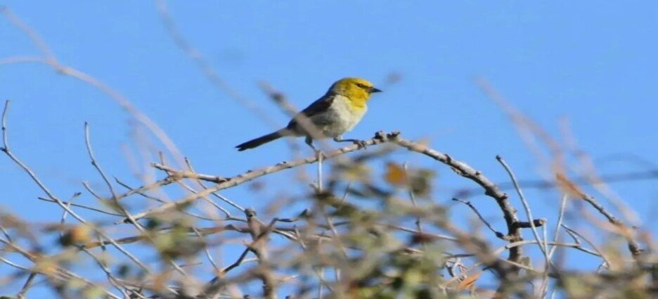 El Jardín Botánico Benjamín Francis Johnston fue parte del reto "City Nature Challenge 2023"