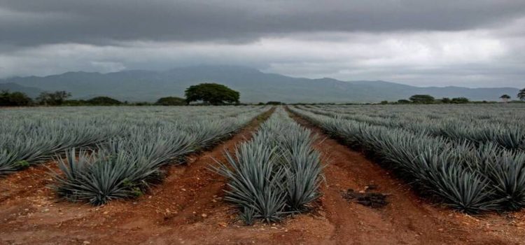 Sinaloa busca que tequileras internacionales inviertan en el estado