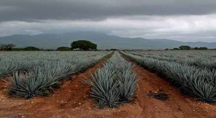 Sinaloa busca que tequileras internacionales inviertan en el estado