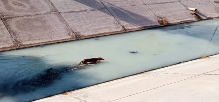 Perrito es rescatado de un canal de aguas negras