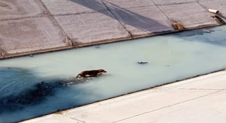 Perrito es rescatado de un canal de aguas negras