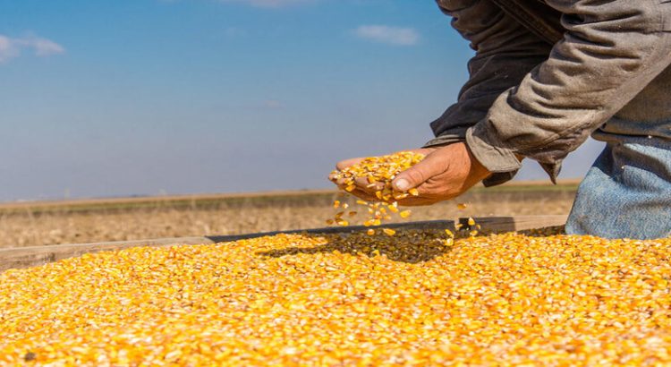 Primer compra de maíz por Segalmex, se dirigirá a Edomex