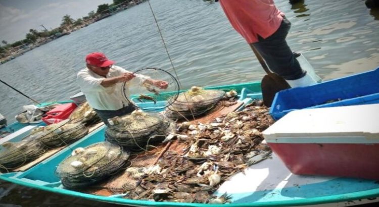 Oficialmente inicia la captura de la jaiba macho en Sinaloa