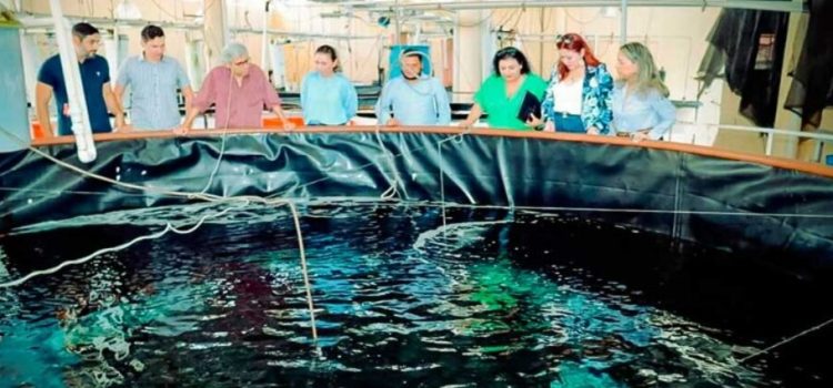 Presentan proyecto de cultivo de robalo en Sinaloa