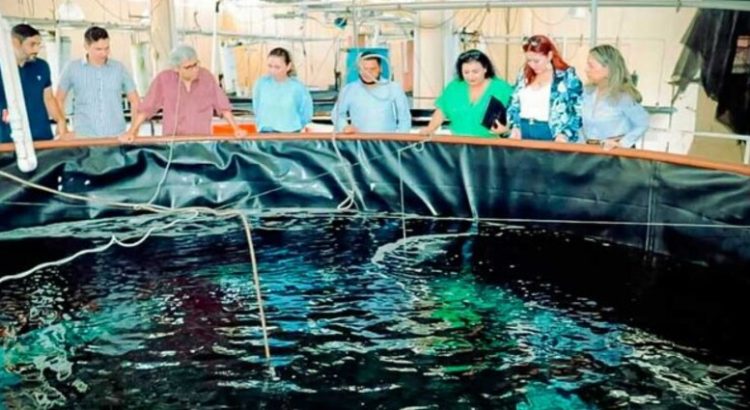 Presentan proyecto de cultivo de robalo en Sinaloa