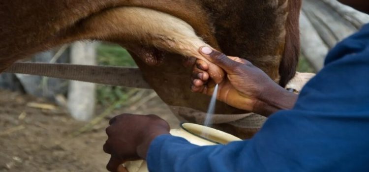 Producción de Leche en el norte del estado se encuentra en su nivel más alto