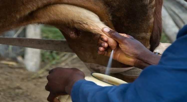 Producción de Leche en el norte del estado se encuentra en su nivel más alto