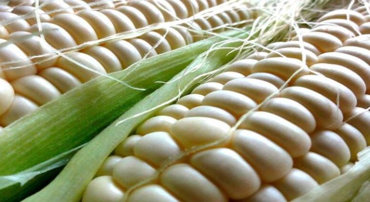 Segalmex ha comprado 731 mil 811 toneladas de maíz blanco hasta ahora
