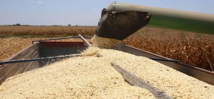 Segalmex hará una segunda compra de toneladas de maíz en Sinaloa