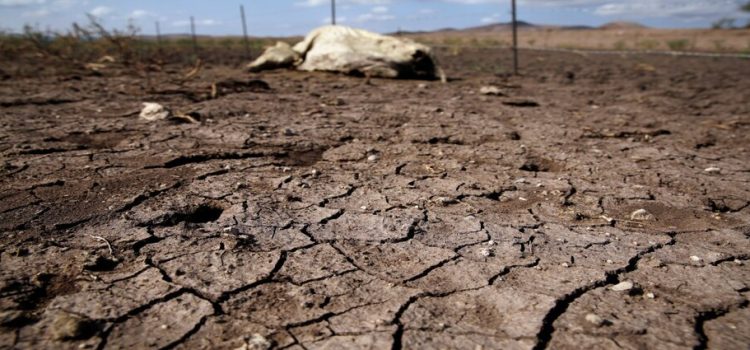 En el año 15 municipios se vieron afectados por la sequía severa