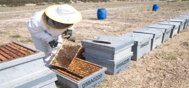 Apicultores de Sinaloa afectados por la sobreproducción de miel en México