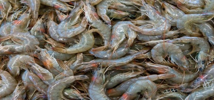Finaliza el primer ciclo de cosechas de camarón de granja en Sinaloa