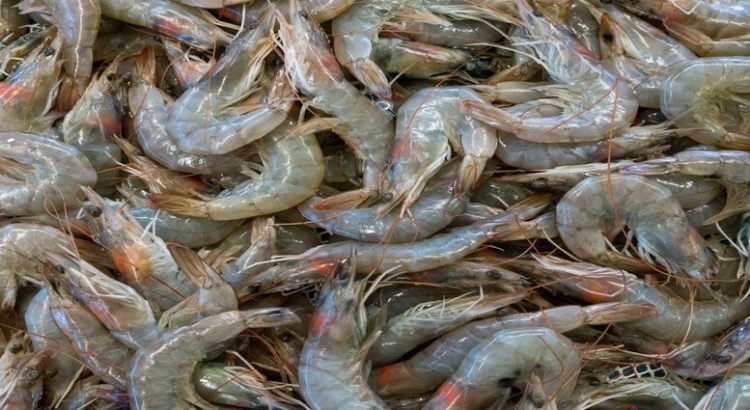 Finaliza el primer ciclo de cosechas de camarón de granja en Sinaloa
