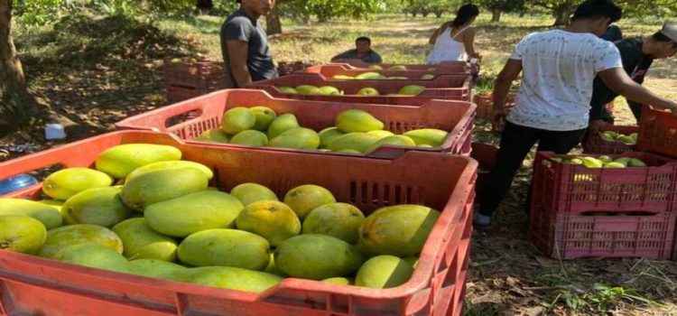 El sur de Sinaloa tiene una buena producción de mango