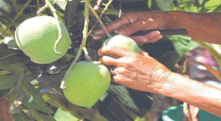 Exportadores de mango Sinaloenses han sido afectados por la baja del dólar