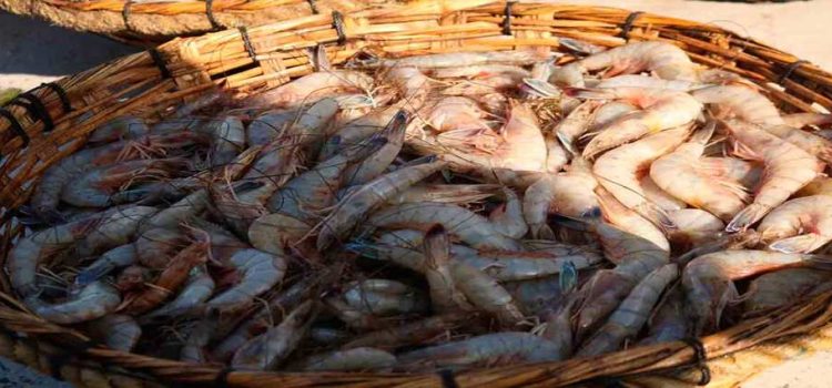 Inicia la temporada de pesca de camarón en Sinaloa