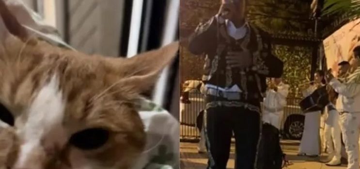 Le llevó serenata … a su gato