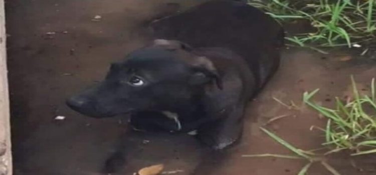 Acusan a adolescentes de secundaria de abusar de una perrita